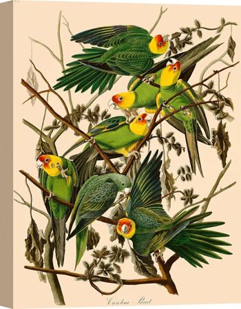 Peinture classique, impression sur toile : John James Audubon, Carolina Parrot 1