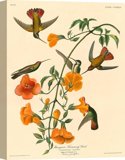 Quadro classico, stampa su tela: John James Audubon, Mangrove Humming Bird (Colibrì)