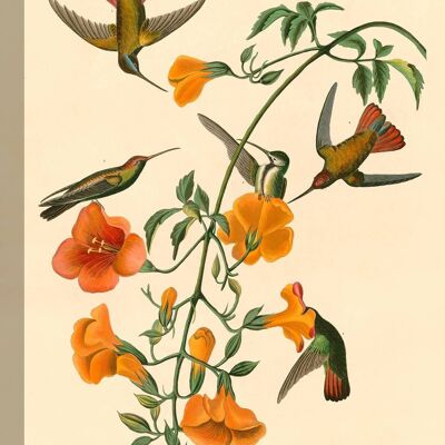 Pintura clásica, impresión en lienzo: John James Audubon, Mangrove Humming Bird (Colibrí)
