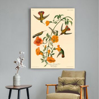 Peinture classique, impression sur toile : John James Audubon, Mangrove Humming Bird (Hummingbird) 3