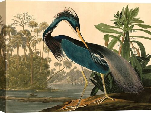 Quadro classico, stampa su tela: Audubon, Louisiana Heron (Airone della Luoisiana)