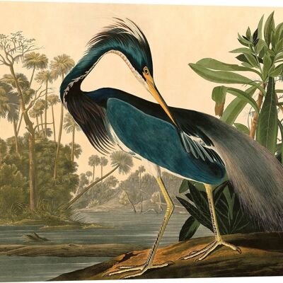 Classic painting, canvas print: Audubon, Louisiana Heron