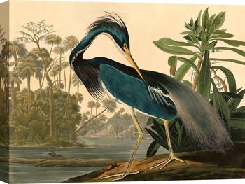 Peinture classique, impression sur toile : Audubon, Louisiana Heron 1