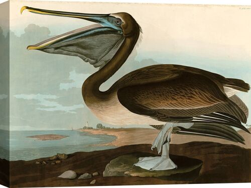 Quadro classico, stampa su tela: Audubon, Brown Pelican (Pellicano americano)