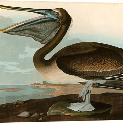 Peinture classique, impression sur toile : Audubon, Brown Pelican (American Pelican)