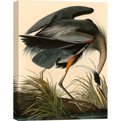 Classic painting, canvas print: John James Audubon, Great Blue Heron