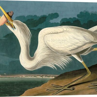 Quadro classico, stampa su tela: Audubon, Great White Heron (Airone bianco)