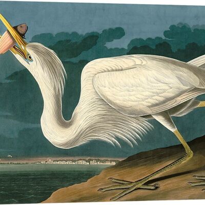 Classic painting, canvas print: Audubon, Great White Heron