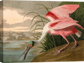 Peinture classique, impression sur toile : Audubon, Roseate Spatule (Spatule) 2