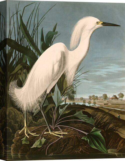 Quadro classico, stampa su tela: Audubon, Snowy Heron or White Egret (Airone bianco)