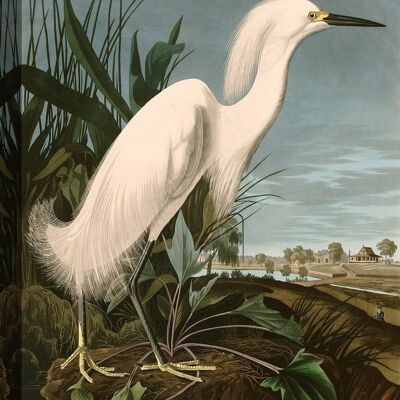 Quadro classico, stampa su tela: Audubon, Snowy Heron or White Egret (Airone bianco)
