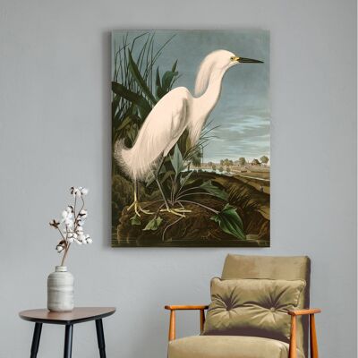 Quadro classico, stampa su tela: Audubon, Snowy Heron or White Egret (Airone bianco)