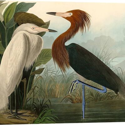 Quadro classico, stampa su tela: John James Audubon, Purple Heron (Airone rosa)