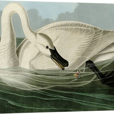 Peinture classique, impression sur toile : John James Audubon, Cygne Trompette (Cygne)