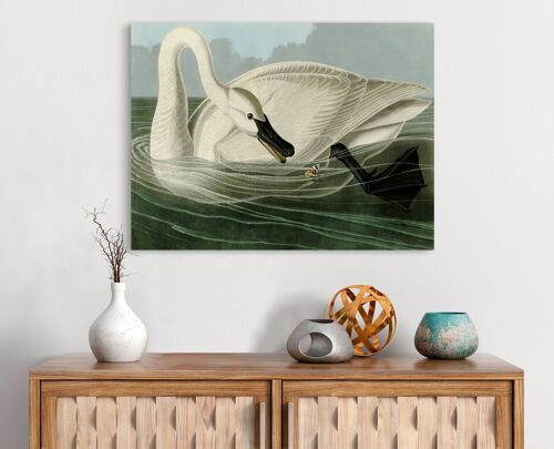 Quadro classico, stampa su tela: John James Audubon, Trumpeter Swan (Cigno)