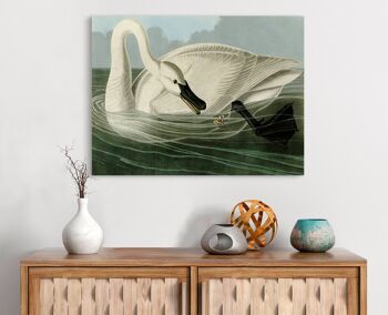 Peinture classique, impression sur toile : John James Audubon, Cygne Trompette (Cygne) 2