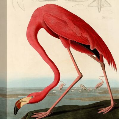Quadro classico, stampa su tela: Audubon, Fenicottero rosso americano
