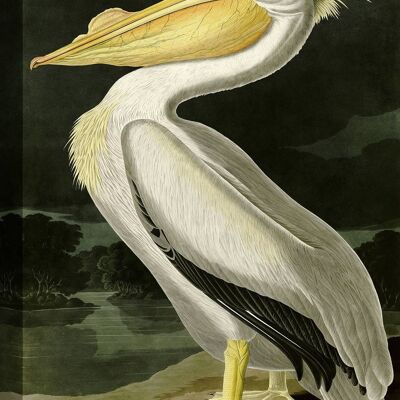 Quadro classico, stampa su tela:  Audubon, Pellicano bianco americano