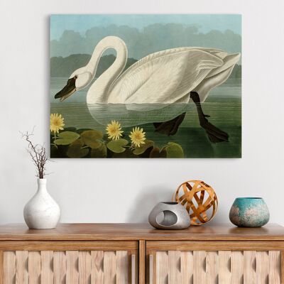Classic painting, canvas print: Audubon, American Swan