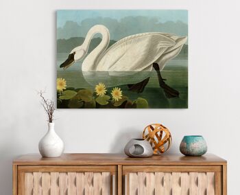 Peinture classique, impression sur toile : Audubon, American Swan 1