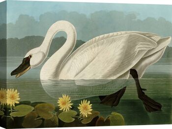 Peinture classique, impression sur toile : Audubon, American Swan 2