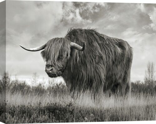 Fotografia su tela: Pangea Images, Toro delle Highland scozzesi (BW)