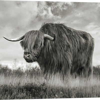 Photographie sur toile : Pangea Images, Scottish Highland Bull (BW)
