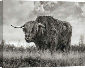 Photographie sur toile : Pangea Images, Scottish Highland Bull (BW) 1
