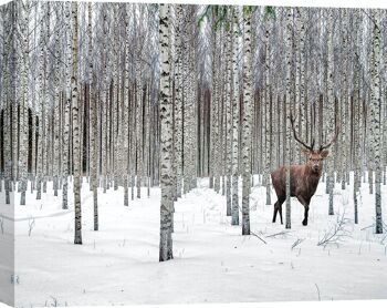Photographie sur toile : Pangea Images, Cerf dans la forêt de bouleaux, Norvège 2