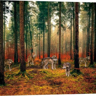 Fotografía sobre lienzo: Pangea Images, Manada de lobos en el bosque