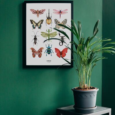 Affiche planche insectes à l'aquarelle - Affiche entomologique - Cabinet de curiosité - Décoration murale - Tirage d'art - Planche dessin