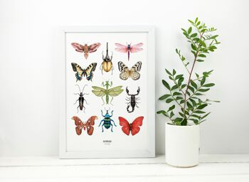 Affiche planche insectes à l'aquarelle - Affiche entomologique - Cabinet de curiosité - Décoration murale - Tirage d'art - Planche dessin 2