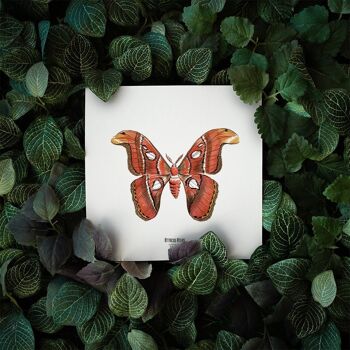 Illustration - Carte carrée insecte - Papillon - Affiche entomologique - Cabinet de curiosité - Décoration murale - Tirage d'art 3