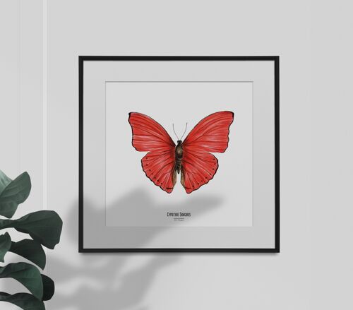 Illustration - Carte carrée insecte - Papillon - Affiche entomologique - Cabinet de curiosité - Décoration murale - Tirage d'art