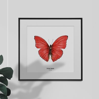 Illustration - Insect square map - Butterfly - Entomological poster - Cabinet of curiosities - Wall decoration - Art print