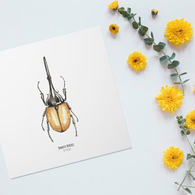 Illustration - Insect square card - Beetle - Entomological poster - Cabinet of curiosities - Wall decoration - Art print