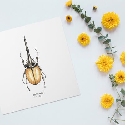Illustration - Carte carrée insecte - Coléoptère - Affiche entomologique - Cabinet de curiosité - Décoration murale - Tirage d'art