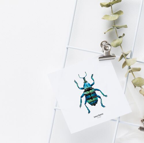 Illustration - Carte carrée insecte - Coléoptère - Affiche entomologique - Cabinet de curiosité - Décoration murale - Tirage d'art