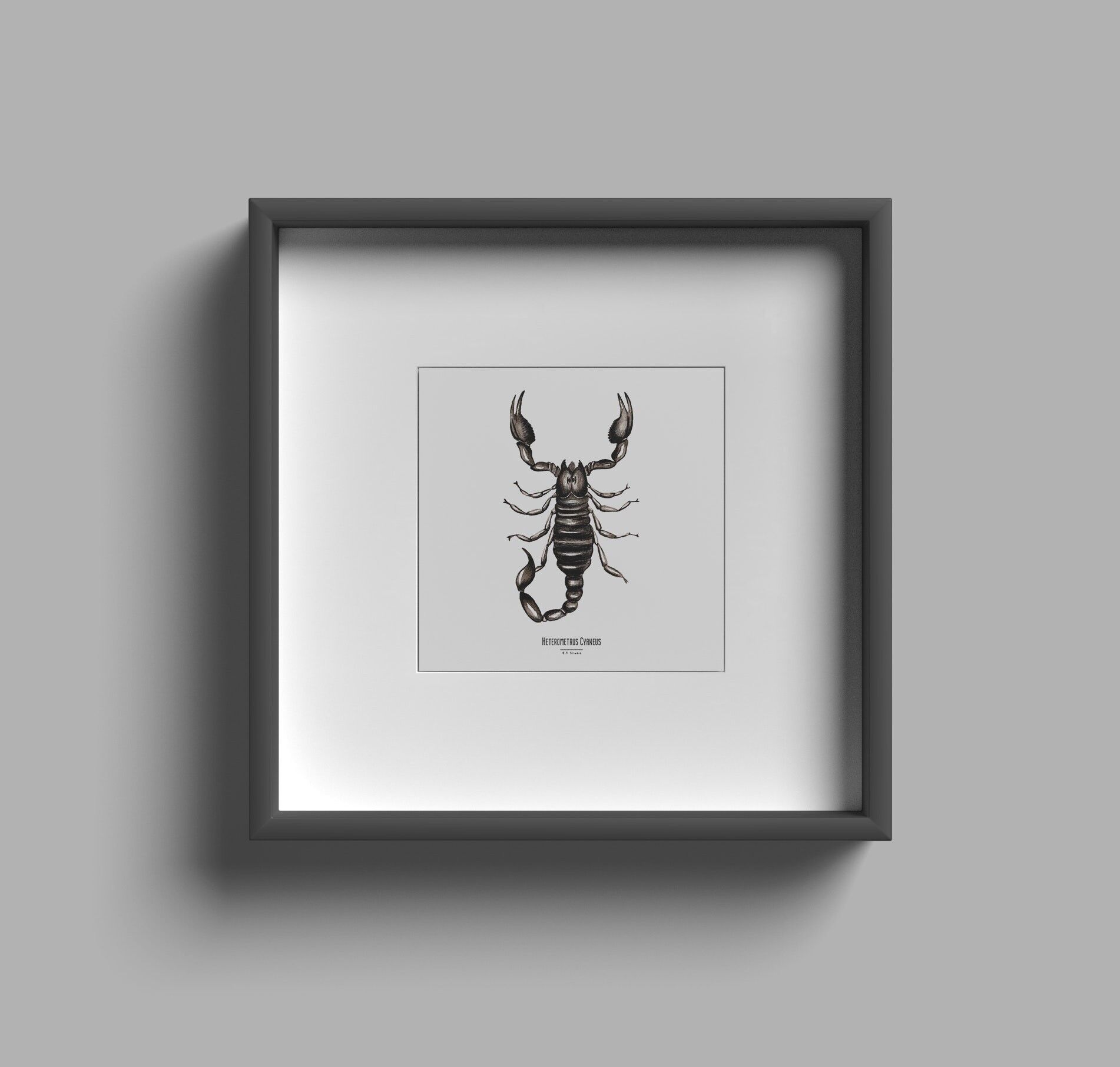 Foto de archivo - Mapa cuadrado de insectos - Escorpión - Cartel entomológico - Gabinete de curiosidades - Decoración de pared - Lámina