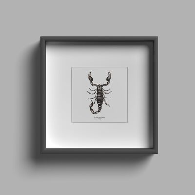 Illustrazione - Mappa quadrata degli insetti - Scorpione - Poster entomologico - Gabinetto delle curiosità - Decorazione murale - Stampa d'arte