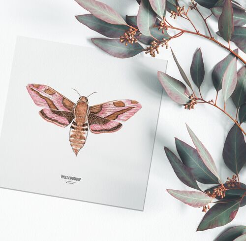 Illustration - Carte carrée insecte - Papillon - Affiche entomologique - Cabinet de curiosité - Décoration murale - Tirage d'art