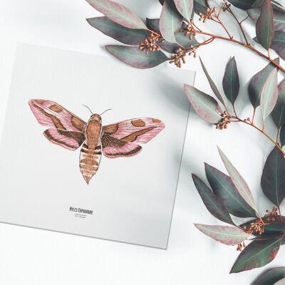 Illustrazione - Mappa quadrata degli insetti - Farfalla - Poster entomologico - Gabinetto delle curiosità - Decorazione murale - Stampa d'arte