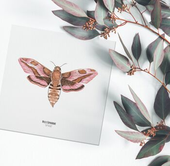 Illustration - Carte carrée insecte - Papillon - Affiche entomologique - Cabinet de curiosité - Décoration murale - Tirage d'art 1
