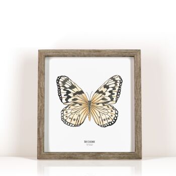 Illustration - Carte carrée insecte - Papillon - Affiche entomologique - Cabinet de curiosité - Décoration murale - Tirage d'art 2