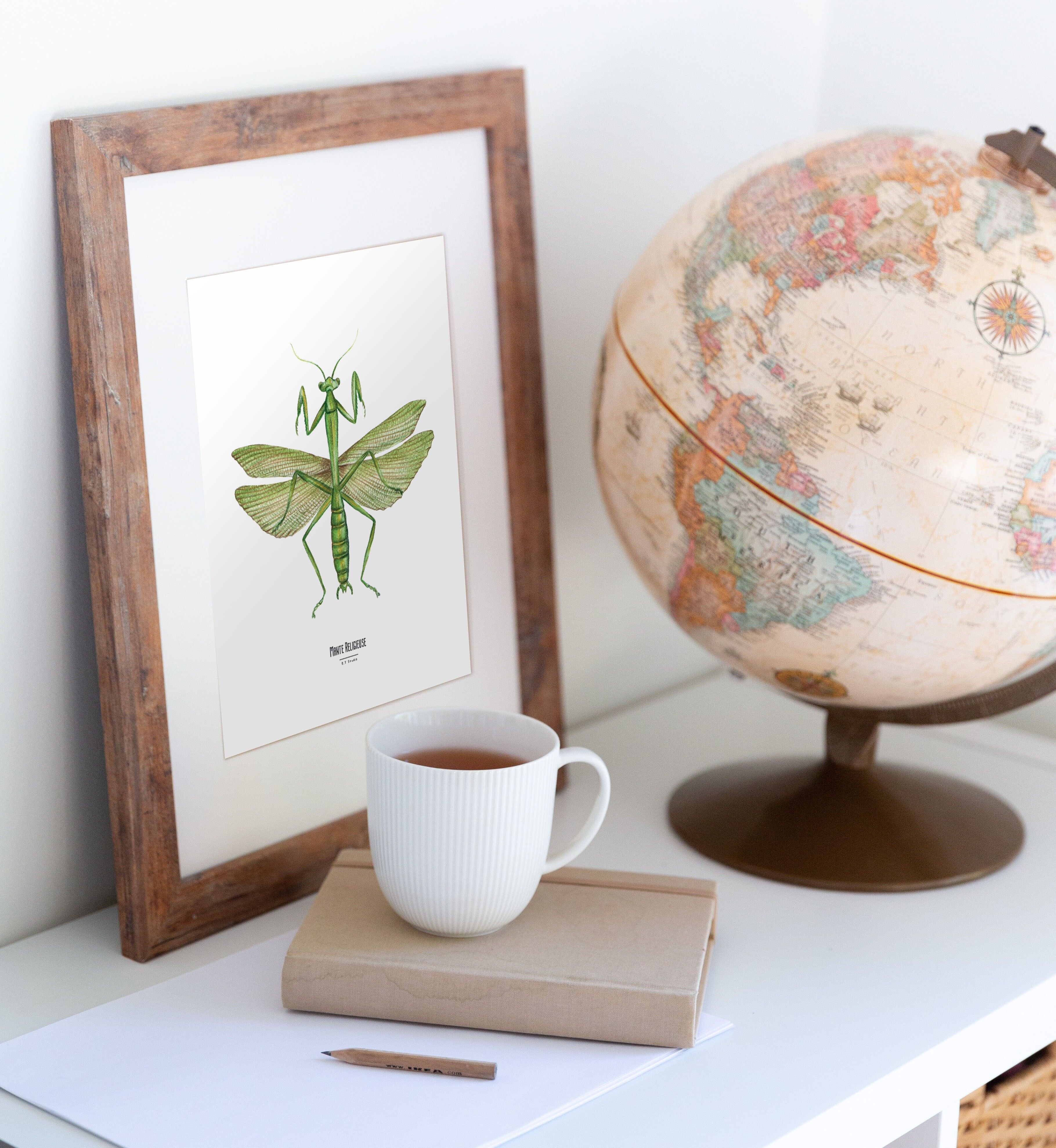 Illustrazione - Mappa quadrata degli insetti - Mantide religiosa - Poster entomologico - Gabinetto delle curiosità - Decorazione murale - Stampa d'arte