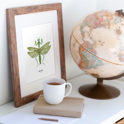 Illustration - Insect square map - Praying Mantis - Entomological poster - Cabinet of curiosities - Wall decoration - Art print