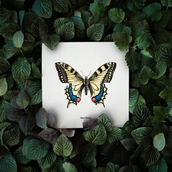 Illustration - Carte carrée insecte - Papillon - Affiche entomologique - Cabinet de curiosité - Décoration murale - Tirage d'art 2