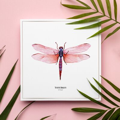 Standard-Bild - Insektenquadratkarte - Libelle - Entomologisches Plakat - Kuriositätenkabinett - Wanddekoration - Kunstdruck