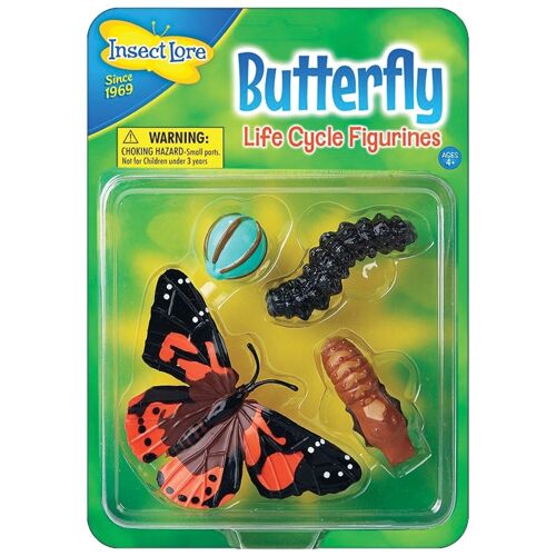 Butterfly Life Cycle Stages