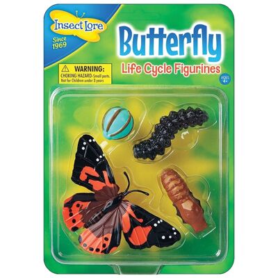 Phasen des Lebenszyklus von Schmetterlingen